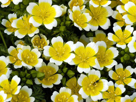 Simple Pack 120 seed  Limnanthes Douglasii Poached Egg Mix - £6.30 GBP