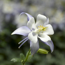 50 Crystal Star Columbine Flower Seeds Non-GMO  - £5.57 GBP