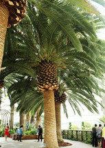 Jstore USA Phoenix paludosa Mangrove Date Palm Sea Dates 5 Fresh Seeds - £11.20 GBP