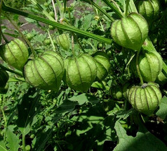 SGHOST 100 Tomatillo Vegetable Seeds Physalis Ixocarpa Organic Mexican Husk Toma - £6.65 GBP