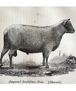 Imported South Down Ram Sheared 1863 Victorian Agriculture Animals Art D... - $49.99
