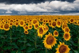 11827.Decoration Poster.Room wall.Home art design.Sunflower farm.Yellow garden - £13.48 GBP+