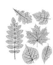 Leaves veins transparent clear stamp for DIY scrapbooking photo album De... - $5.99