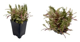 NEW ! Multicolor Ajuga reptans - 2.5&quot; Pot - Carpet Bugle - £28.98 GBP