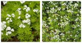 Sweet Woodruff White Galium odoratum Ground Cover Flowers 400 Seeds - £23.59 GBP
