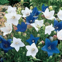 Platycodon Blue &amp; White Balloon Flowers Perennial Flower Garden 50 Seeds - £4.65 GBP