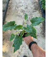 Live Plant - Musa - Philodendron - &#39;Xanadu&#39; - $29.00