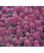 FMG Alyssum Seeds 1500 Royal Carpet Purple Flower Annual Bees Fast Grow - $13.43