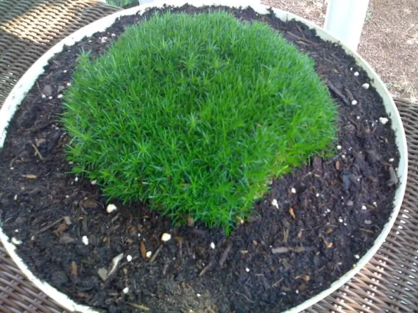 50 Irish Moss Groundcover Heath Pearlwort Sagina Subulata White Flower S... - $10.00