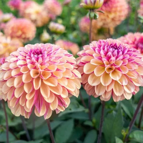 25 Palmares Dahlia Perennial Flowers Seeds - for Garden Flower - $6.99