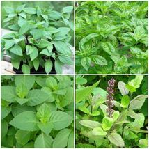 Tulsi~Holy Basil Plants~Sacred Basil Well Rooted Live Plants 5 To 7 Inches - £26.72 GBP
