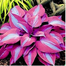 USA SELLER 150 Seeds /Bag Beautiful Hosta Plants Seeds Color 4 - £11.74 GBP