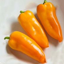 Pumpkin Spice Jalapeno Hot Pepper Openpollinated Vegetable Seeds Garden - $11.93