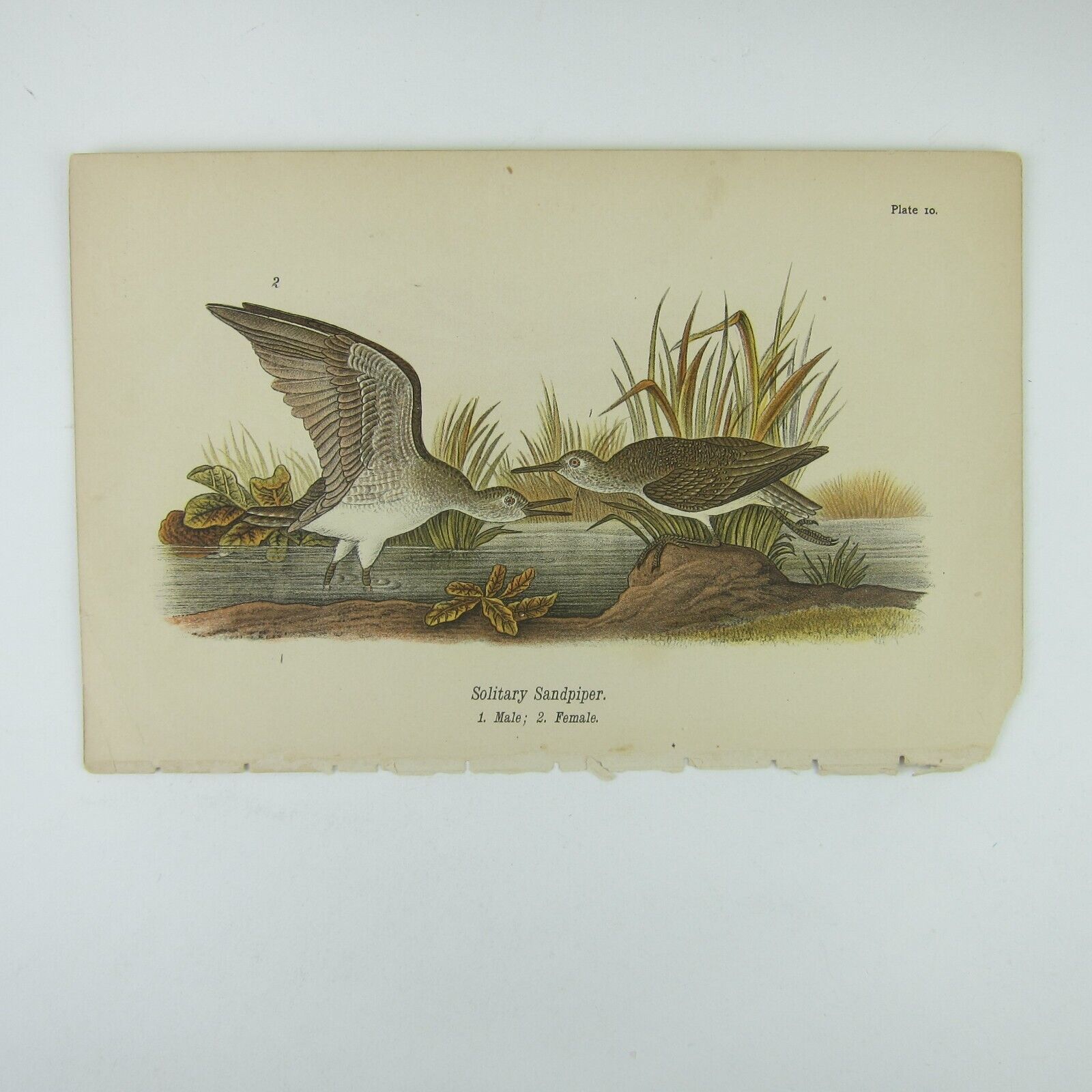 Primary image for Bird Lithograph Print Solitary Sandpiper after John James Audubon Antique 1890