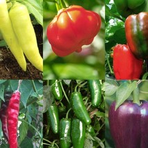 New Fresh USA Seller Pepper Organic Seed Kit Sweet Banana Habanero Sweet Pepper  - £4.60 GBP