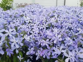 100 Fresh Seeds Phlox Blue Beauty - $11.79