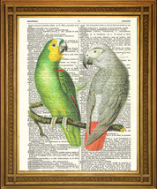 VINTAGE DICTIONARY PAGE PRINT: African Green and Grey Parrots Birds Art ... - $8.21