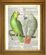 VINTAGE DICTIONARY PAGE PRINT: African Green and Grey Parrots Birds Art ... - $8.21