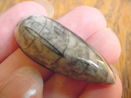 (f370-N) 1.5&quot; Orthoceras marbilized fossil straight shell nautiloid ceph... - $8.59