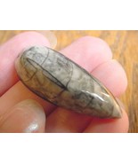 (f370-N) 1.5&quot; Orthoceras marbilized fossil straight shell nautiloid ceph... - $8.59