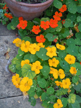 USA Non GMO Nasturtium Jewel Mix Edible Flower 30 Seeds - $7.89