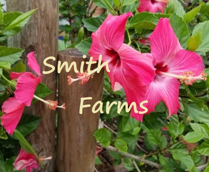 50+ Seeds Dark Pink Hibiscus Flowers - $11.39