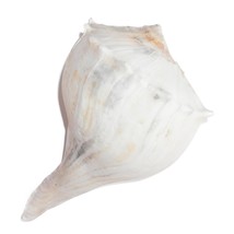 9.5&quot; White Lightning Whelk Seashell Large Shell Ocean Swirl Point Craft ... - $31.60 CAD