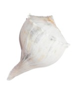 9.5&quot; White Lightning Whelk Seashell Large Shell Ocean Swirl Point Craft ... - $414.05 MXN