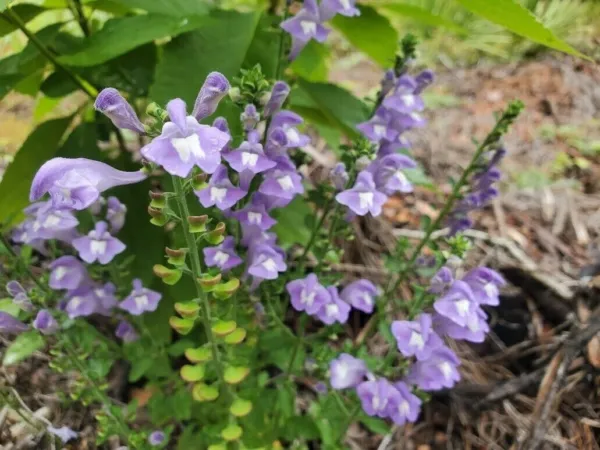 Fresh Native Wildflower Helmet Skullcap (S. Integrifolia) Fl Ecotype 50 ... - $10.98