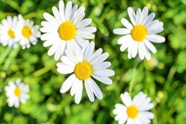 SDC 1 000 White Daisy Seeds For Planting Shasta Daisy Perennial Flo Fres... - $276.68 MXN