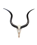 Real Kudu Skull - Real African Kudu Antelope Skull - Horns are about 32&quot; - $296.01