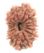 16 Mukhi Rudraksha / Sixteen Face Rudraksh - Nepal - 25.88 mm - IGL Cert... - €1.300,61 EUR