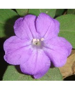 SRN Ruellia Humilis Fringeleaf Wild Hairy Petunia 50 Seeds Garden - $27.96 CAD