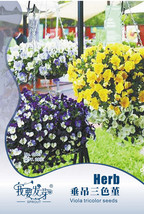 Heirloom Hanging Pansy Mixed White Yellow Purple Bonsai Seeds Original Pack 20 S - £5.47 GBP