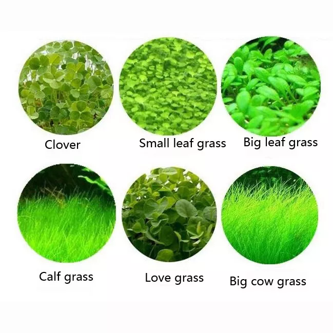 5g Aquarium Plant Seeds Fish Tank Aquatic Water Grass Foreground Easy Pl... - $122.63 MXN