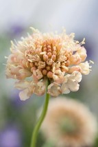 30 Scabiosa Fata Morgana Seeds Garden Fresh USA Store - $9.38