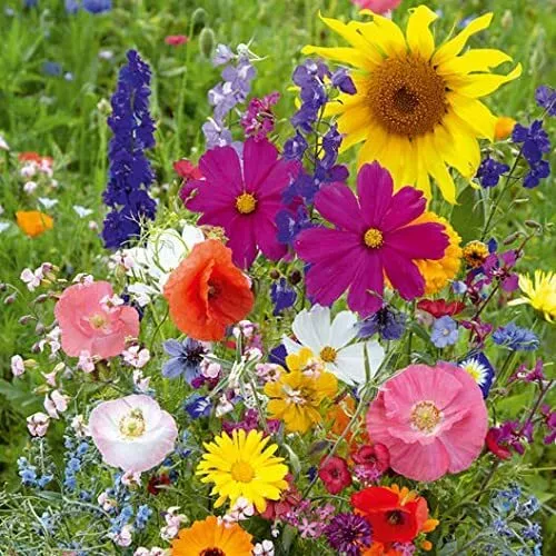 200 Seeds Fairytale Wildflower Mix Usa Seller - $19.92