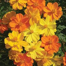 Fresh 50 Bright Lights Cosmos Seeds  - $5.79