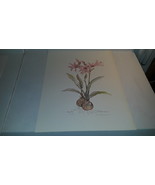 AMARYLLIS  PRINT, AUDREY LYONS GRIGGS, LIMITED EDITION 129/500 - £27.53 GBP
