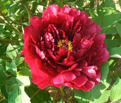 Heirloom Dark Red Middle Peony Tree Flower Seeds, Professional Pack, Strong Frag - £8.64 GBP