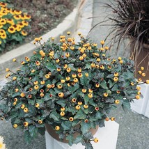 Paracress Electric Daisy Toothache Plant Acmella Oleracea 20 Seeds Garden Fast S - £14.97 GBP