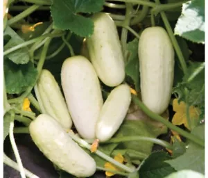 25 Seeds Organic Salt &amp; Pepper Cucumber Seeds Fresh Seeds - £5.49 GBP