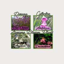 New Fresh Pick A 4 Pack Of Dierama Seed - $28.98