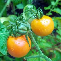 50 Seeds Yellow Magic Tomato Vegetable Fresh Seeds - $7.40