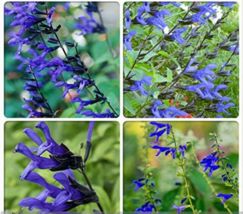 &quot; 30 seeds Heirloom Black and Blue&#39; Salvia guaranitica Sage Perennial GIM &quot; - £8.38 GBP