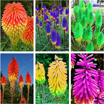 Goodidea 300pcs True Hot Poker (Kniphofia Uvaria) Beautiful Torch Lily Flower Pe - $6.90