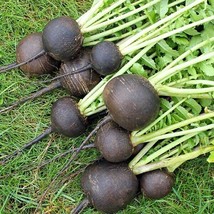 US Seller Black Spanish Round Radish Seeds 200 Ct Vegetable Garden Non-Gmo - £6.57 GBP