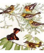 Warbler Varieties And Redstart #5 1936 Bird Lithograph Color Plate Print... - $34.28 CAD