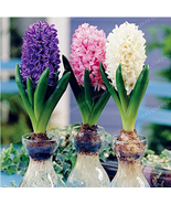 SL New Hyacinthus Orientalis Bonsai Cheap Hyacinth Seeds Hyacinth Potted... - $2.75