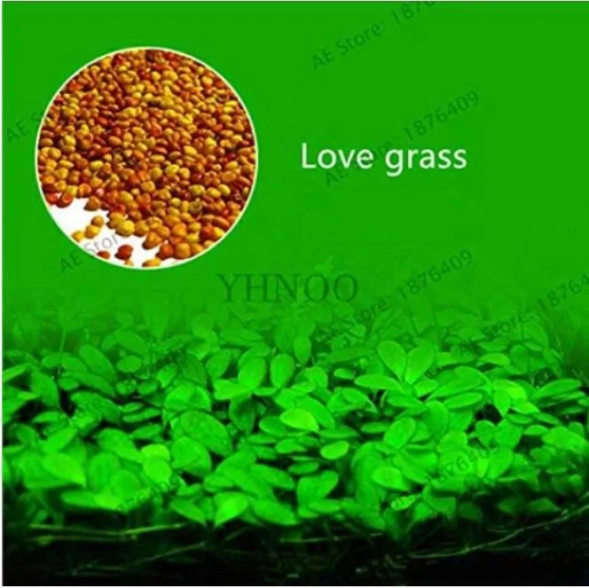 Aquarium Aquatic Water Grass Plant Glossostigma Hemianthus Callitrichoides - £7.79 GBP